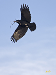Crows 2645